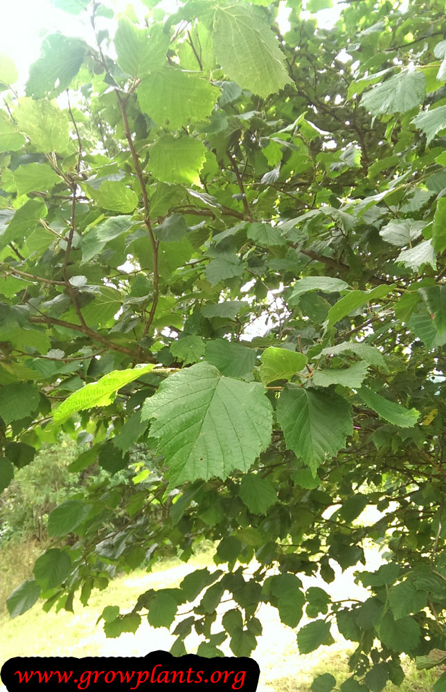 Growing Hazelnut tree