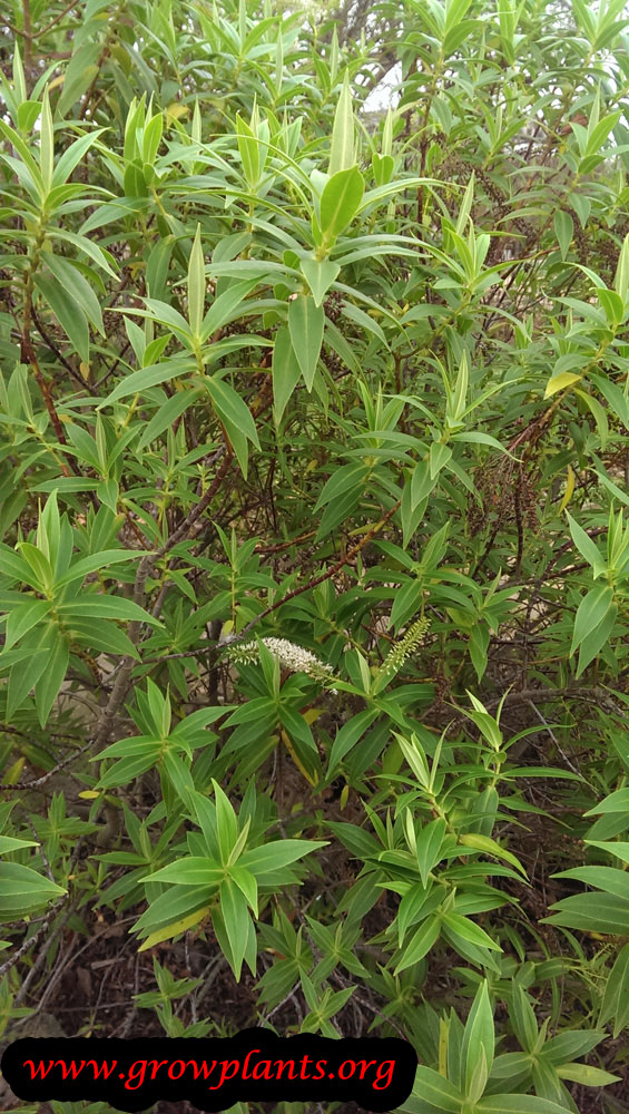 Growing Hebe salicifolia