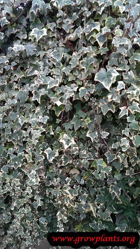 Hedera canariensis plant
