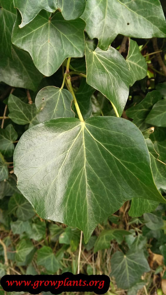 Hedera helix plant care