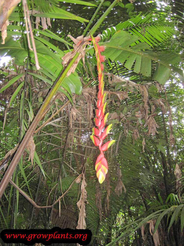 Growing Heliconia rostrata