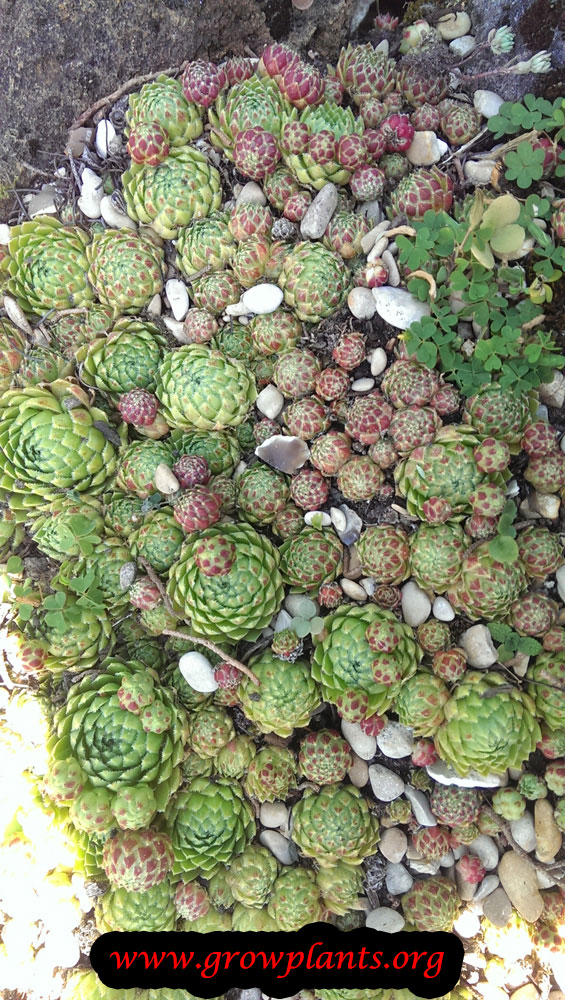 Growing Hen and chicks