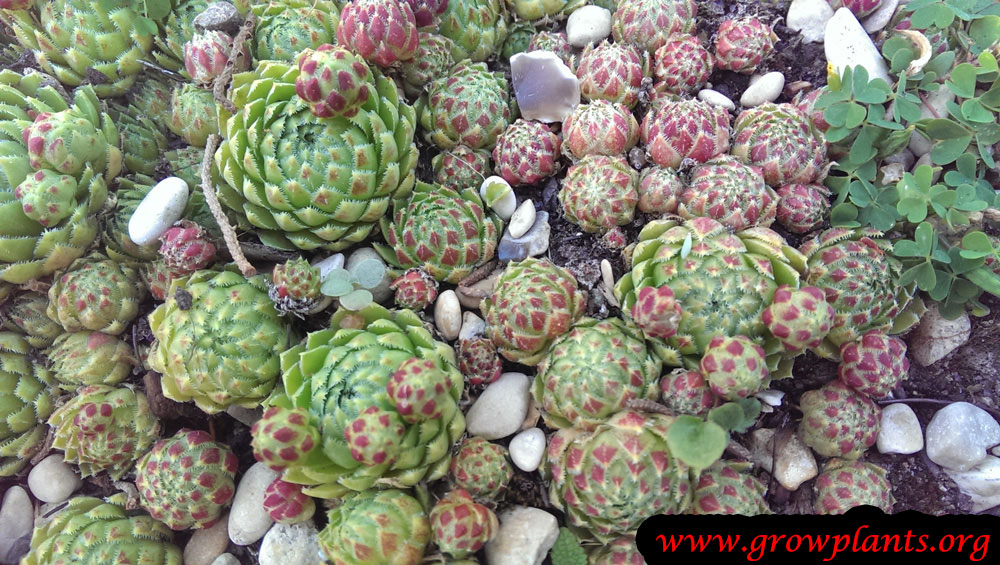 Hen and chicks plant care