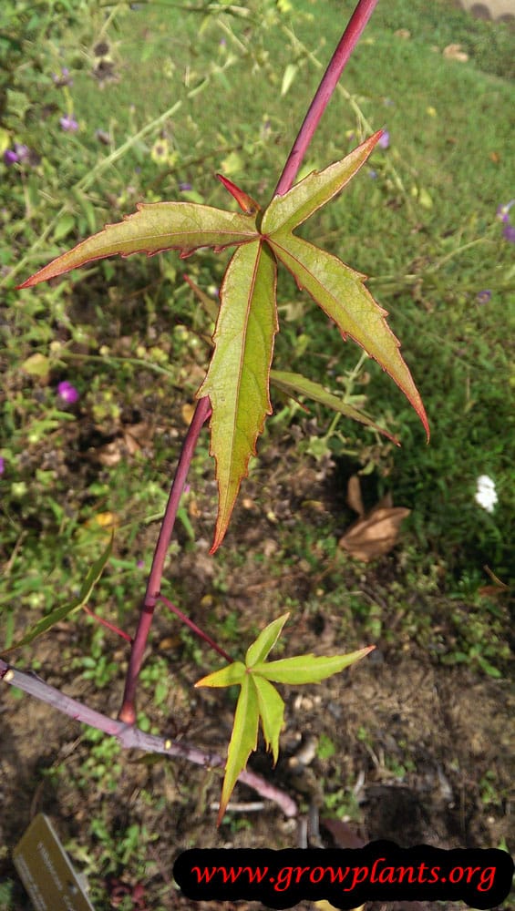 Growing Hibiscus coccineus
