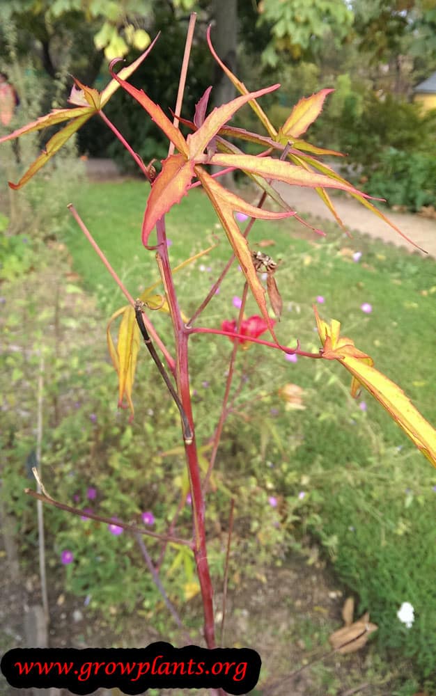 Hibiscus coccineus plant care