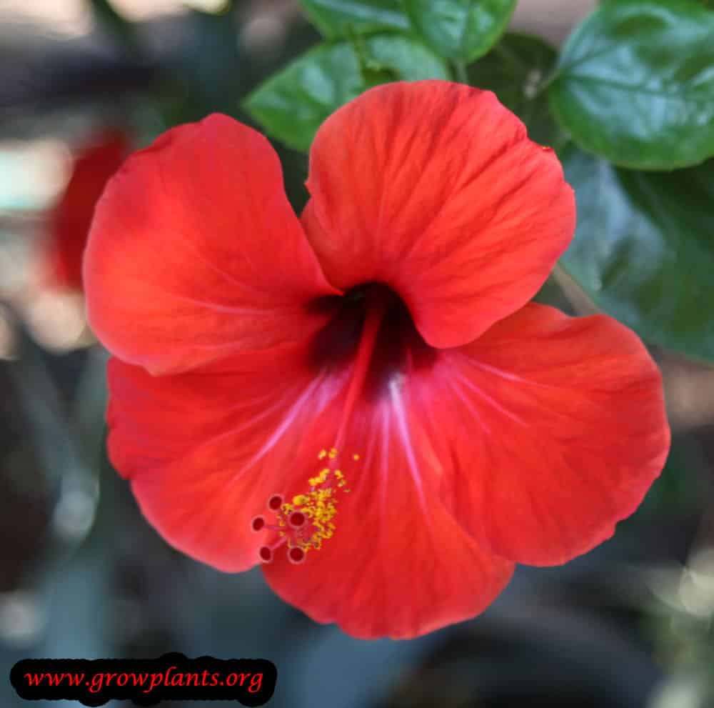Hibiscus rosa sinensis red flower