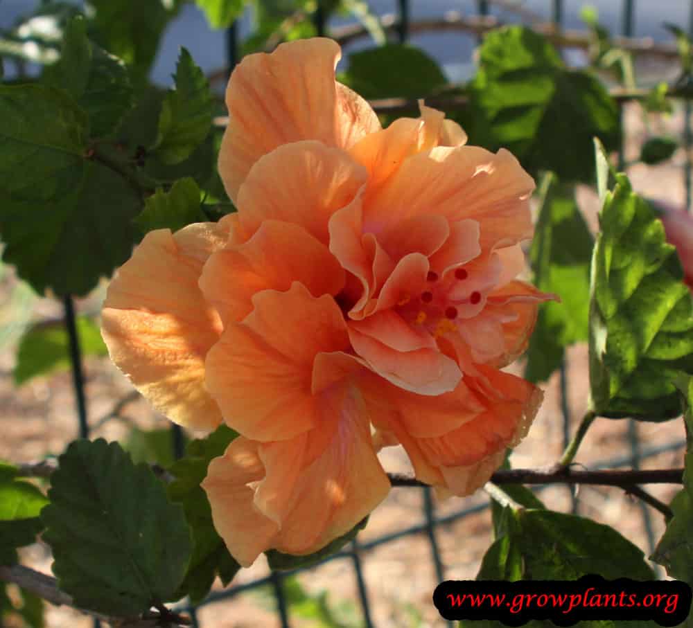 Hibiscus rosa sinensis orange flower