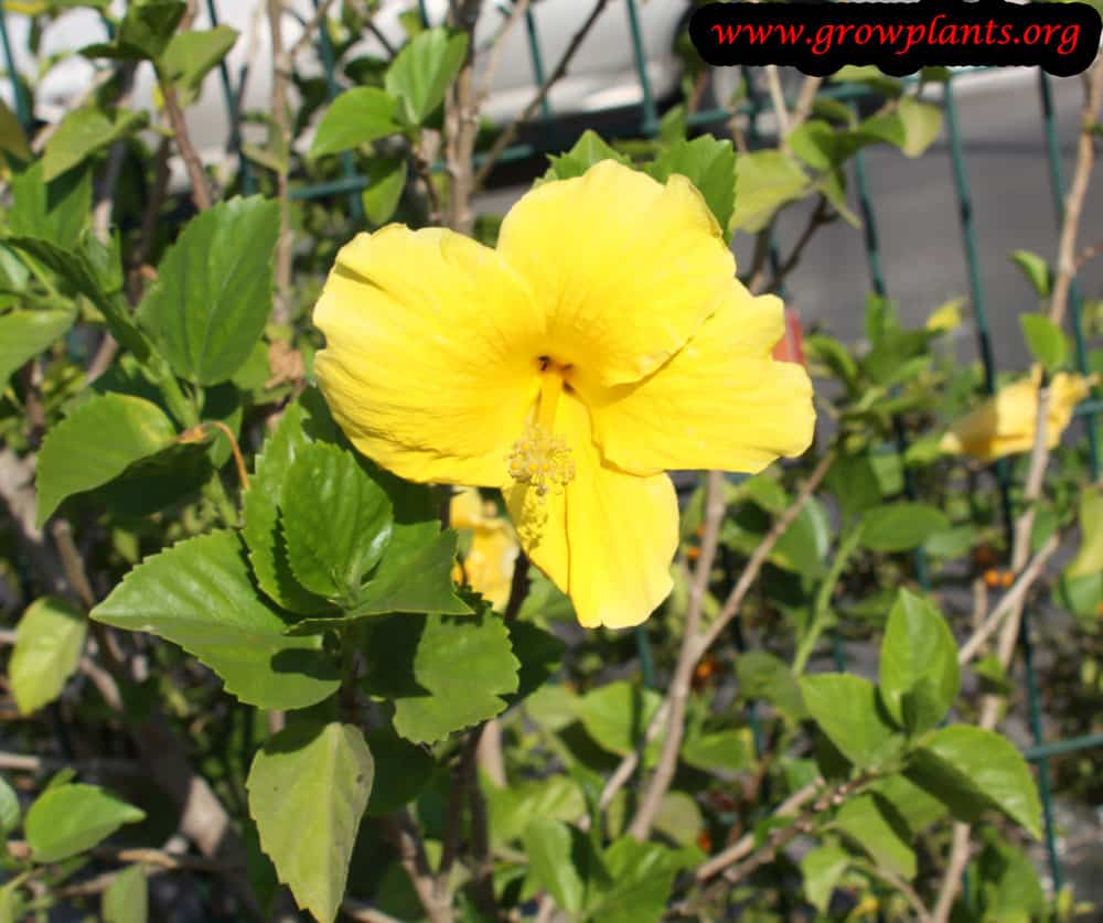 Hibiscus rosa sinensis yellow flower