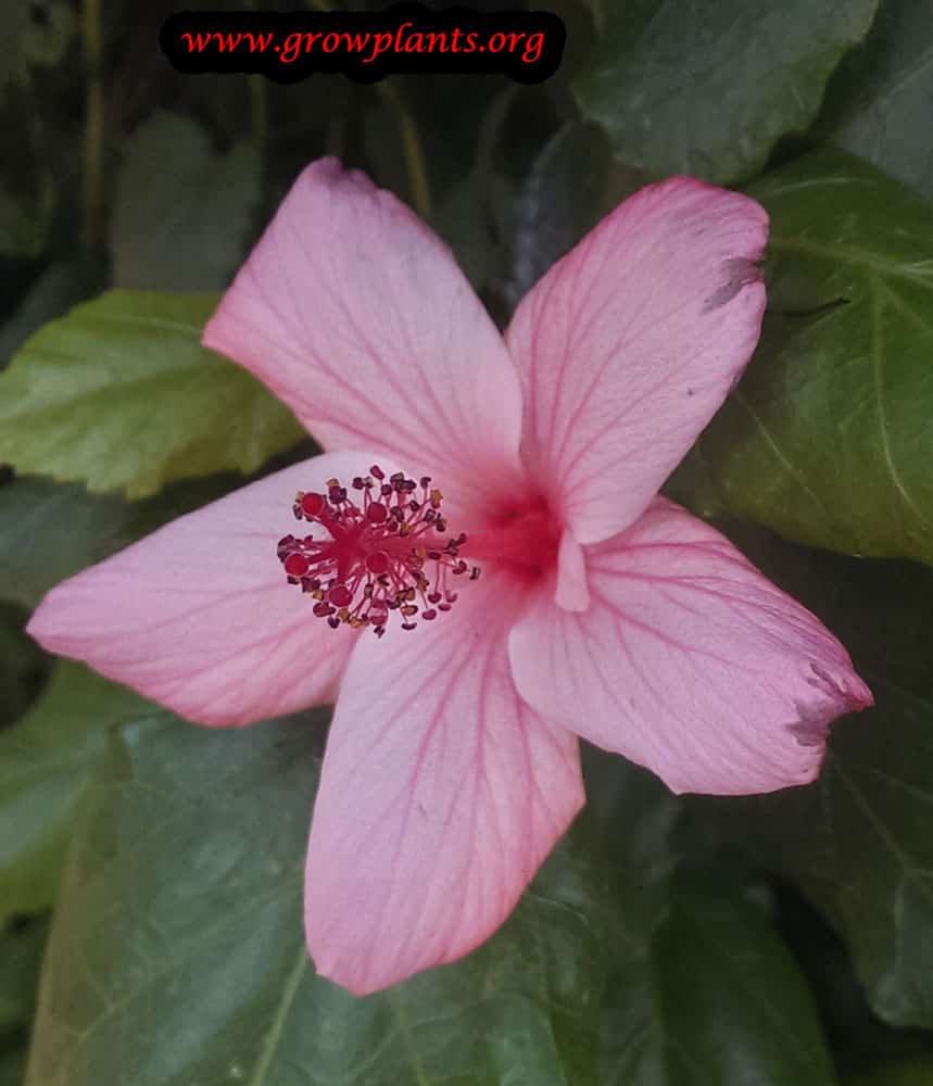 Hibiscus rosa sinensis pink flower