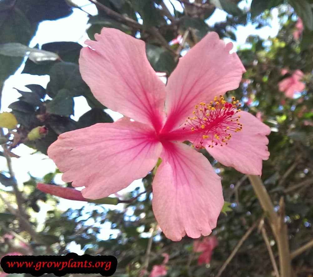 Growing Hibiscus rosa sinensis