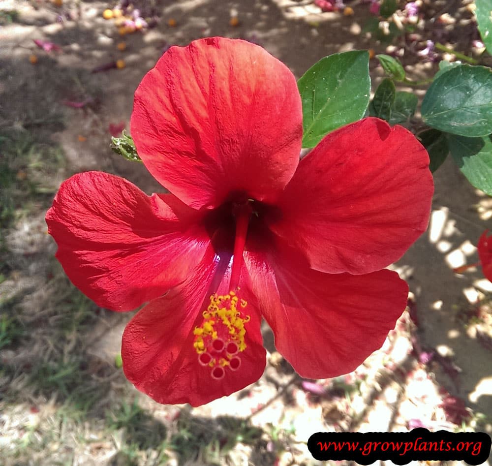 Hibiscus rosa sinensis plant care