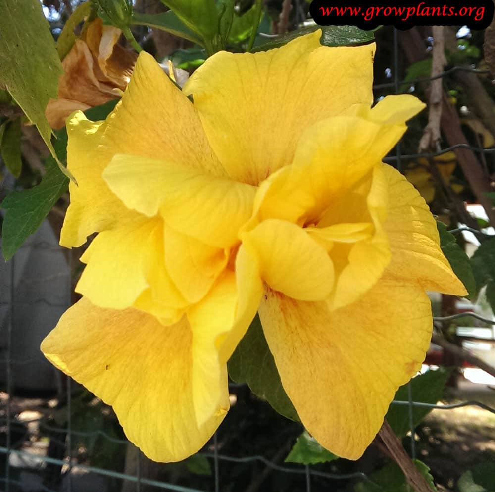 Hibiscus rosa sinensis plant grow and care