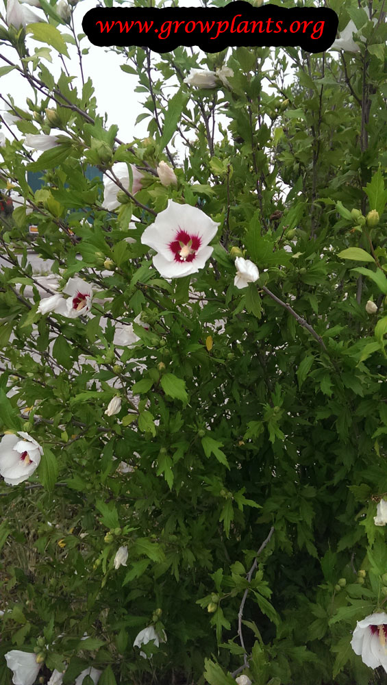 Growing Hibiscus syriacus