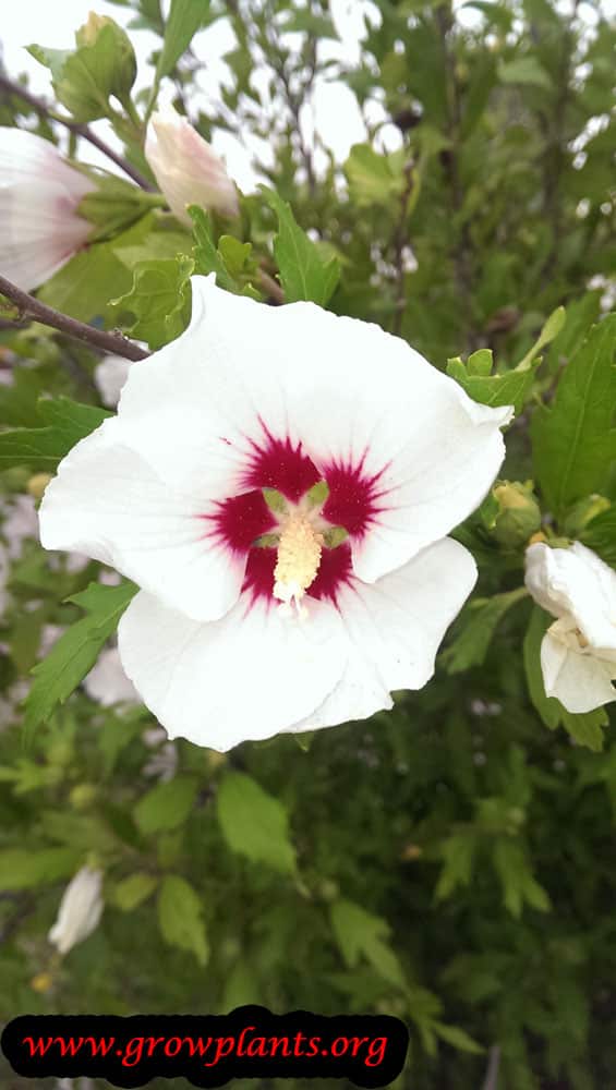 Hibiscus syriacus plant care