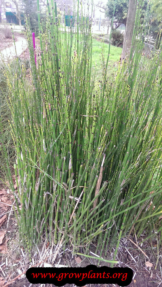 Growing Horsetail plant