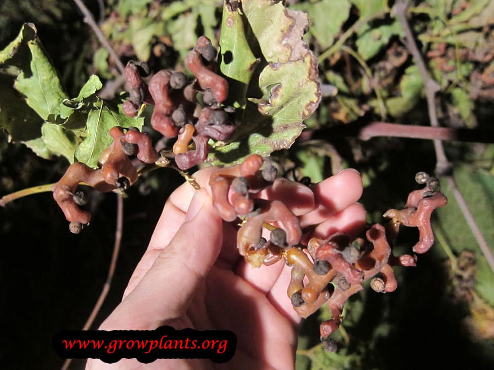Growing Hovenia dulcis fruits