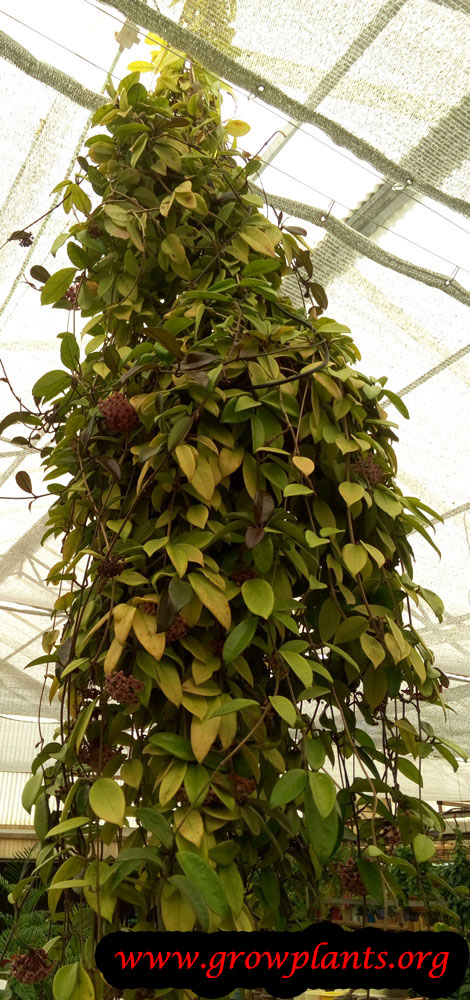 Hoya plant