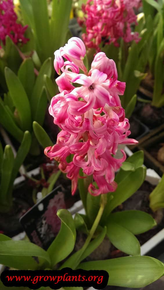 Hyacinth plant care