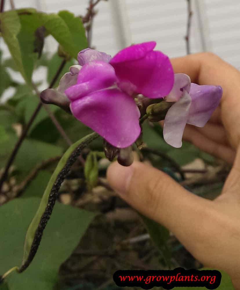 Hyacinth bean flower