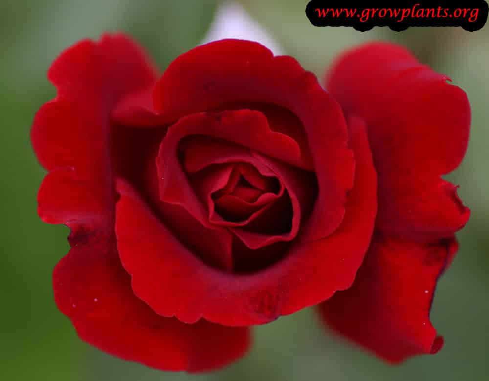 Hybrid tea rose red flower