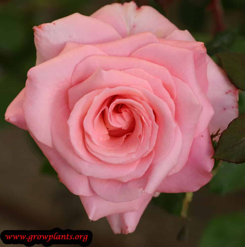 Hybrid tea rose pink flower