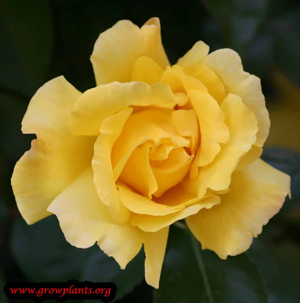 Hybrid tea rose yellow flower