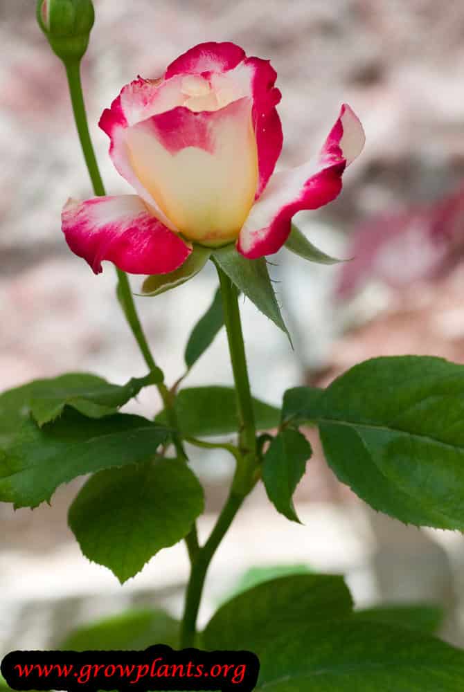 Hybrid tea rose cut flower