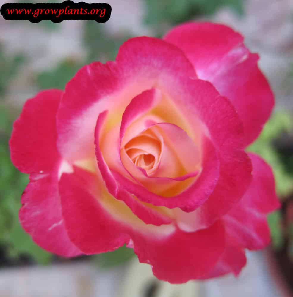 Growing Hybrid tea rose