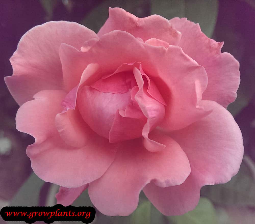 Hybrid tea rose plant care