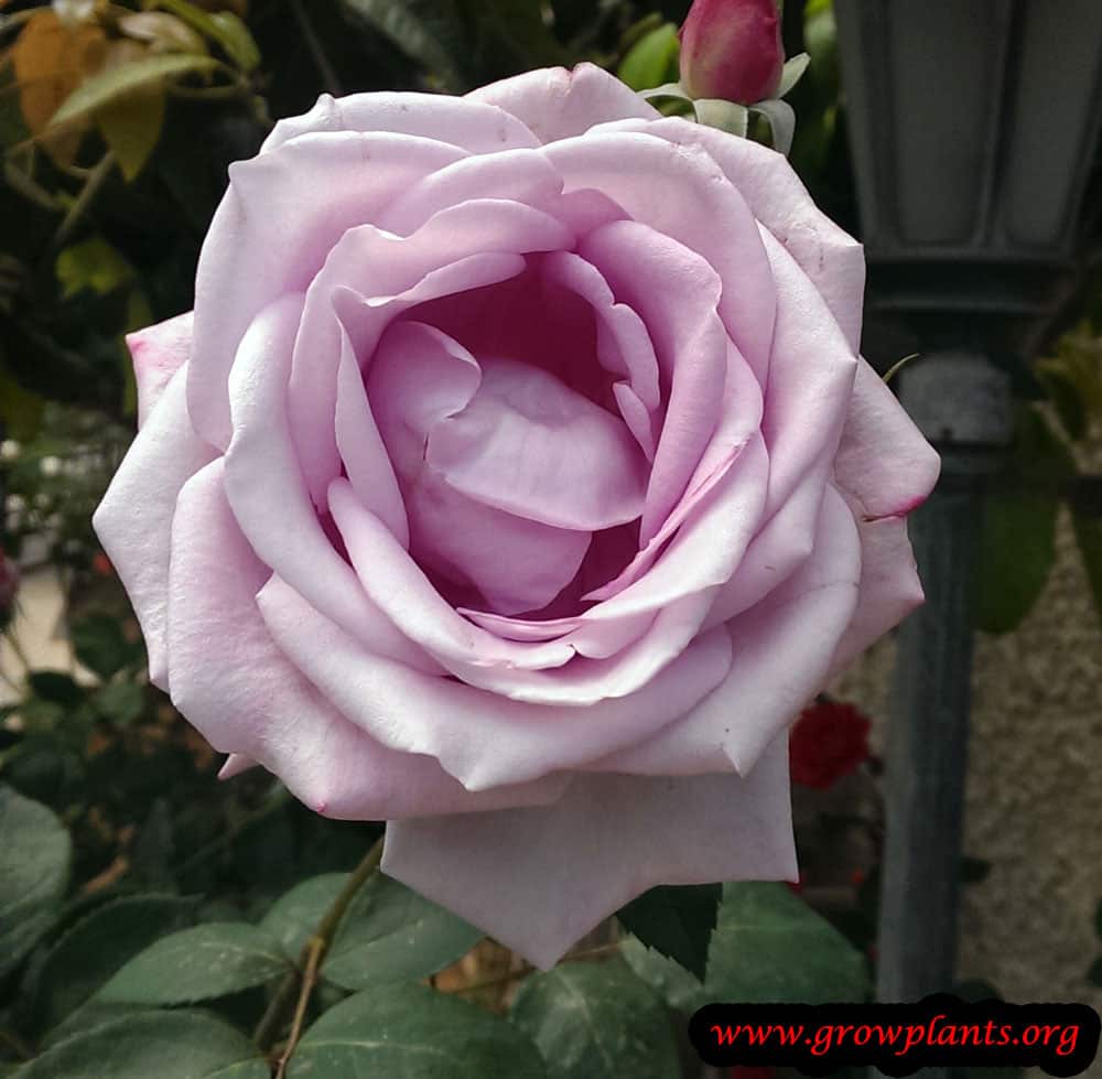 Hybrid tea rose purple flower