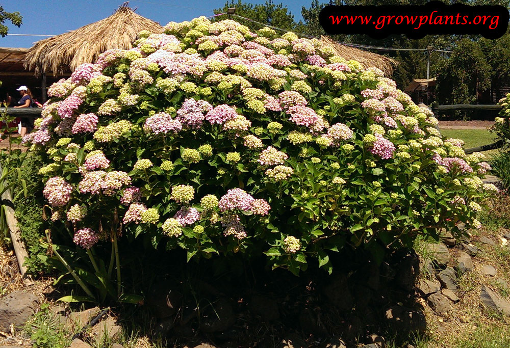 Growing Hydrangea plant