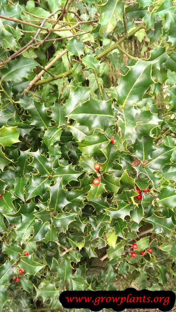 Growing Ilex aquifolium