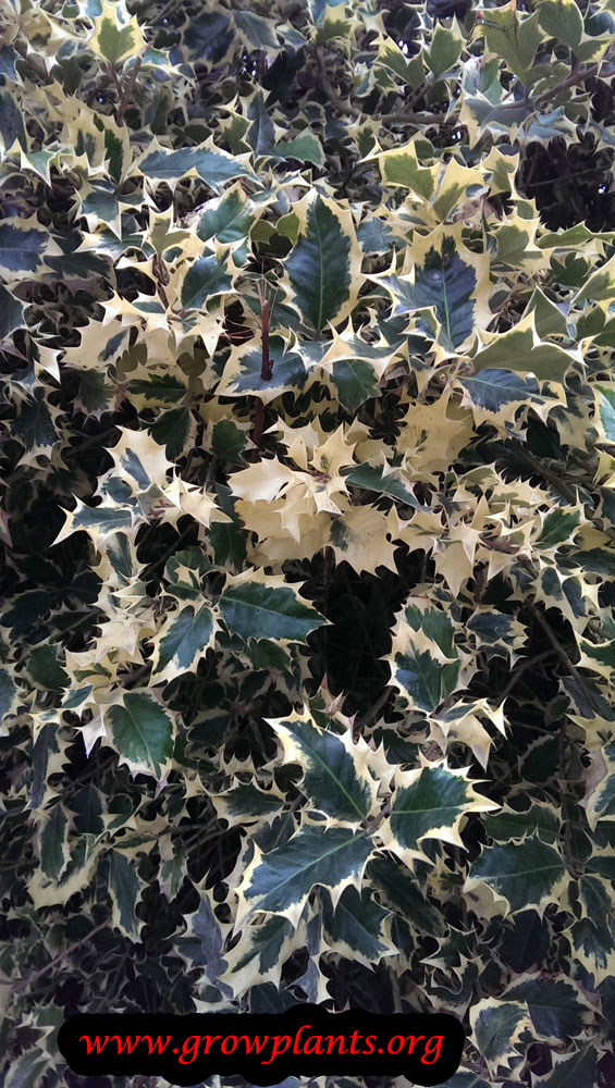 Growing Ilex aquifolium silver queen