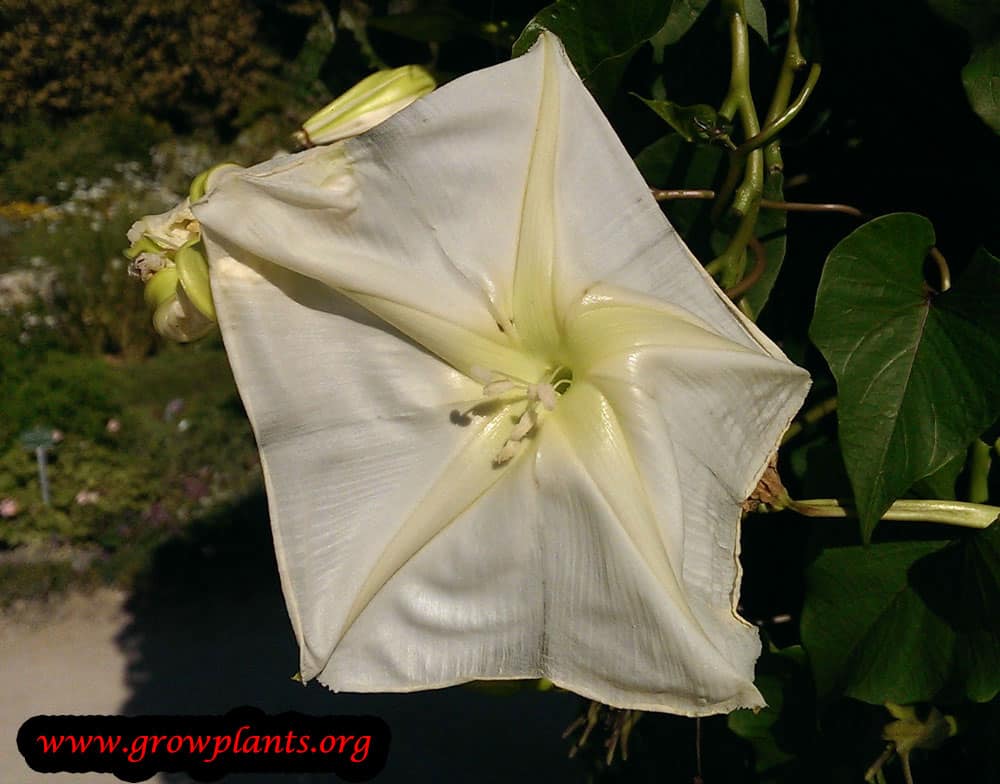 Ipomoea alba flower