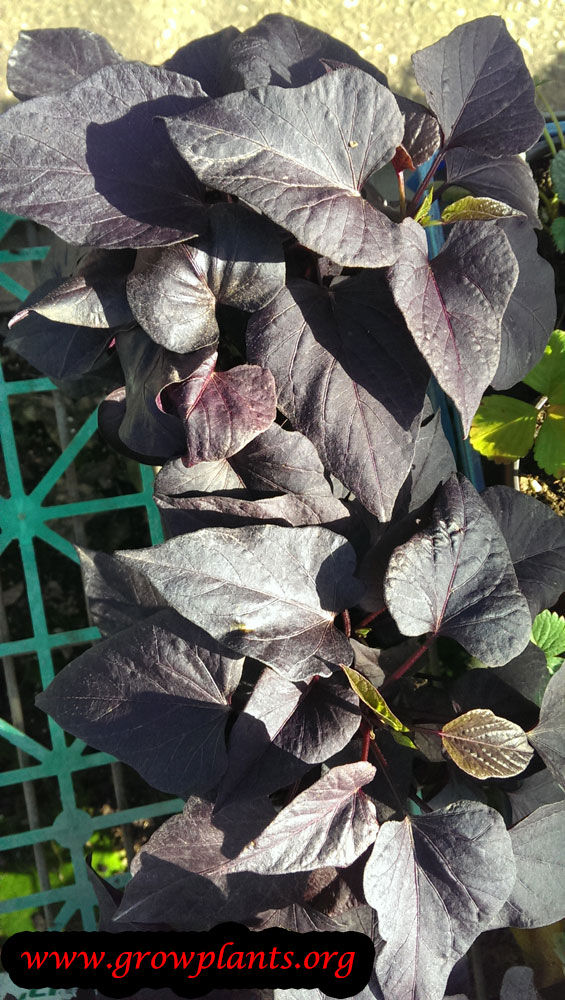 Ipomoea batatas blackie plant care