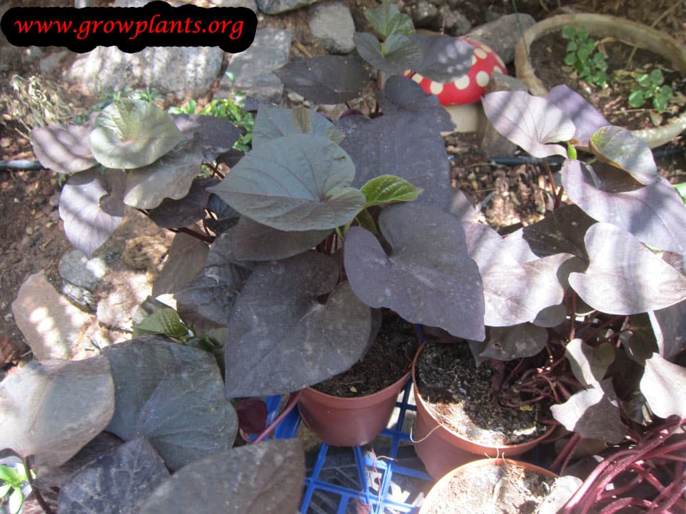 Growing Ipomoea batatas blackie