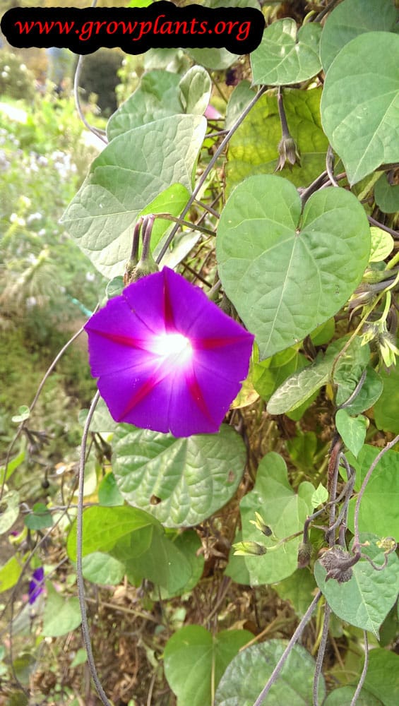 Growing Ipomoea purpurea