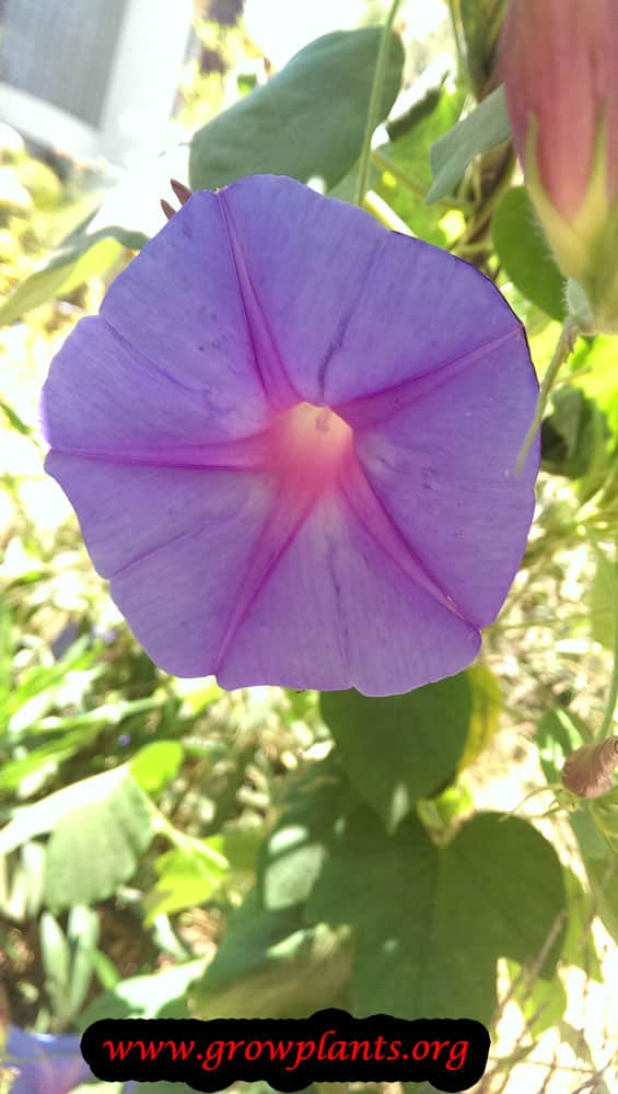 Ipomoea purpurea flower