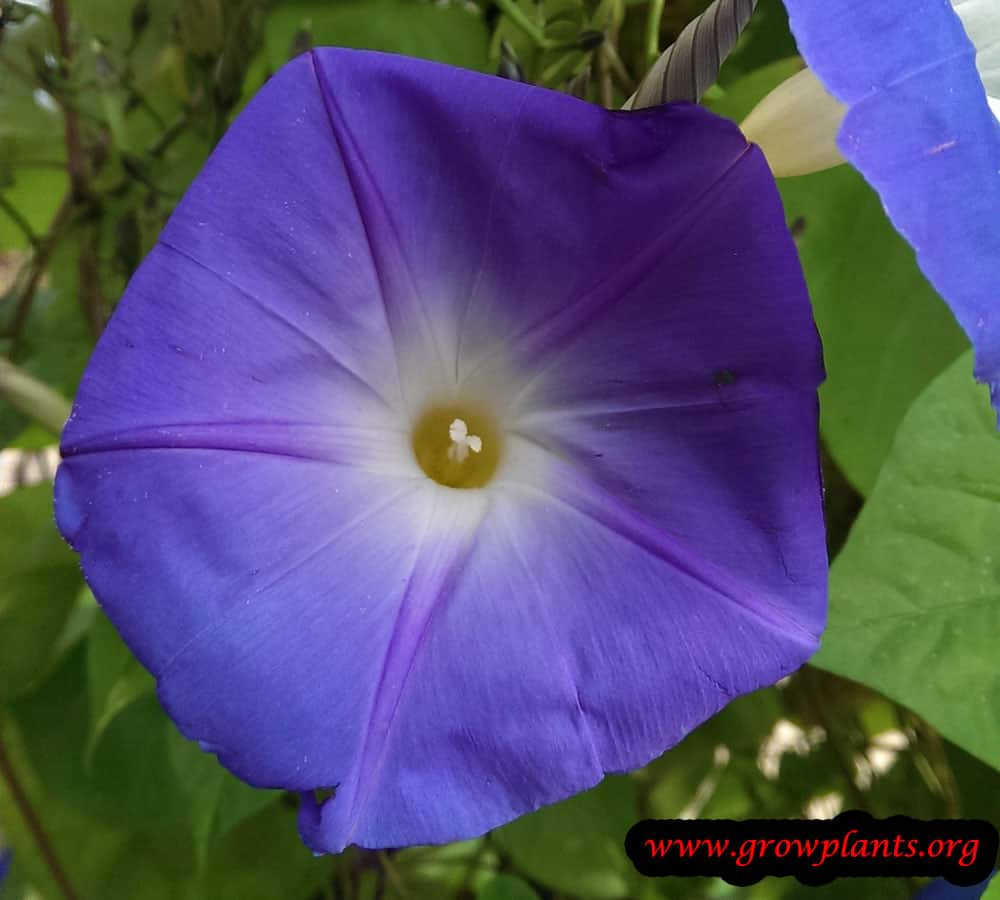 Ipomoea tricolor purple flower
