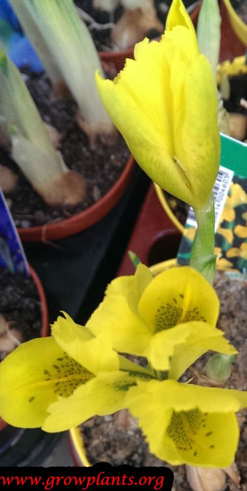 Iris danfordiae plant
