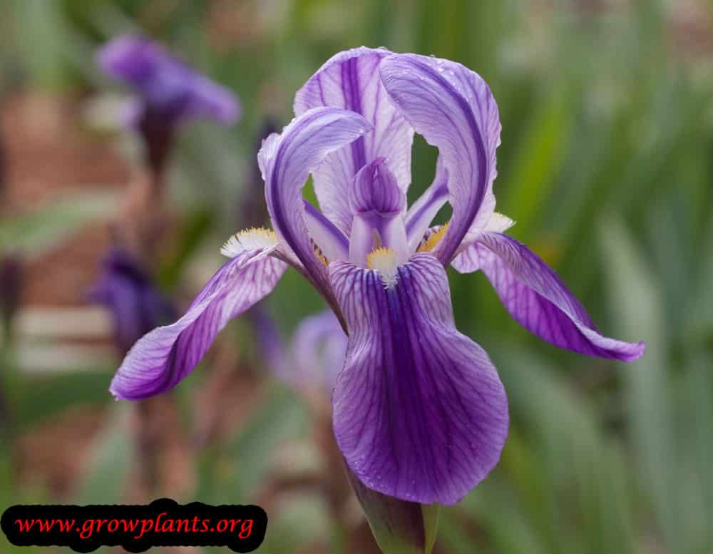 Growing Iris germanica