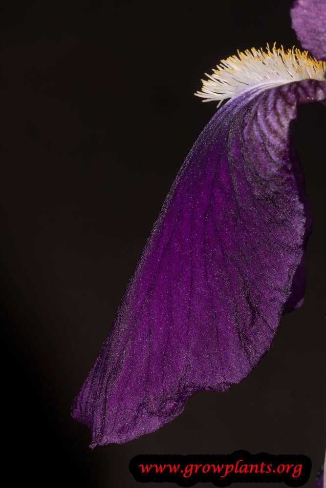 Iris germanica stamens and petal