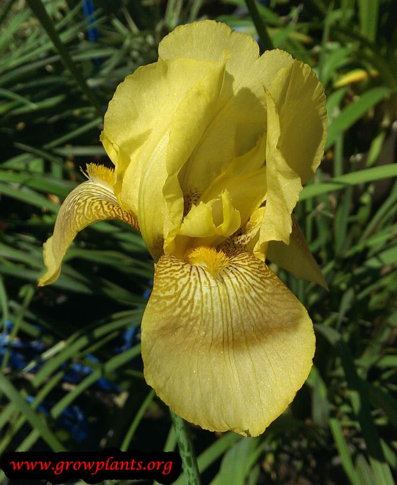 Iris germanica Yellow flower