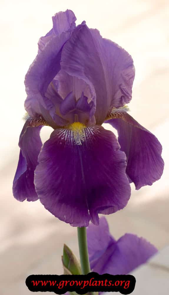 Iris germanica plant care
