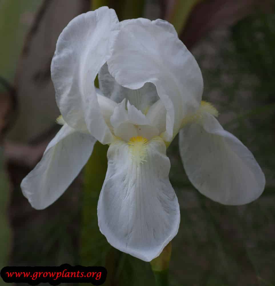 Iris germanica plant information