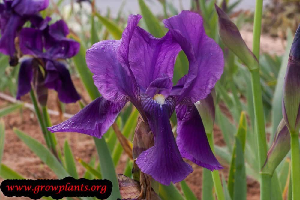 Iris germanica grow and care