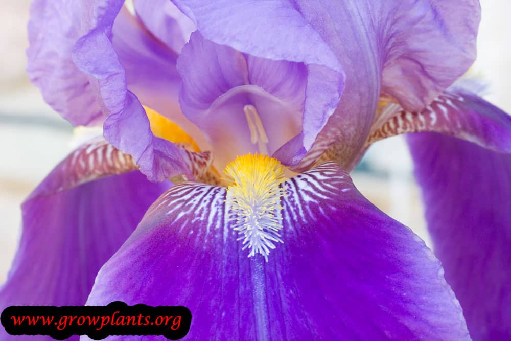 Iris germanica flower the inner part