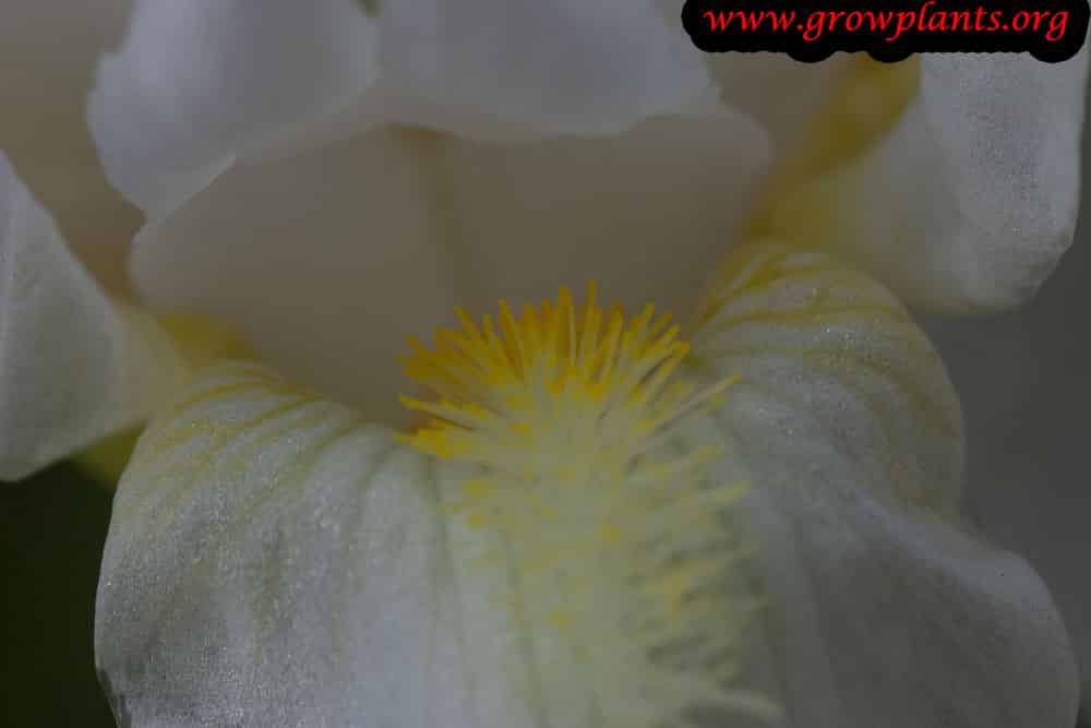 Iris germanica white flower the inner part