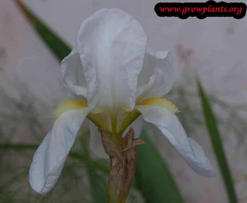 Iris germanica white flower