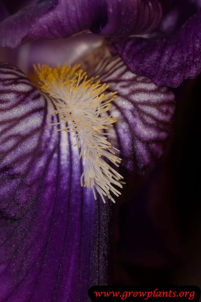 Iris germanica close up flower
